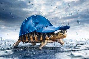 atmosphere, Rain, Happy, Turtle