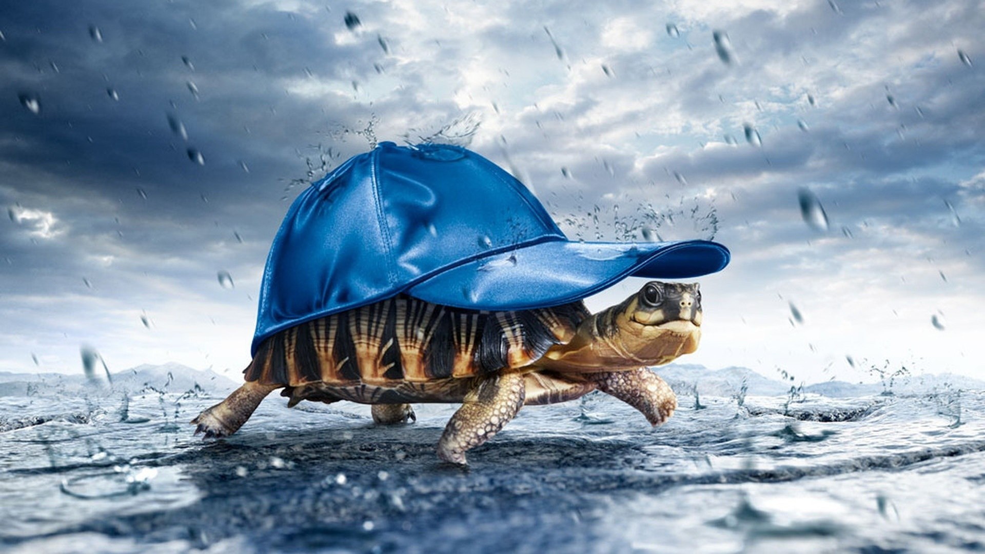 atmosphere, Rain, Happy, Turtle Wallpaper