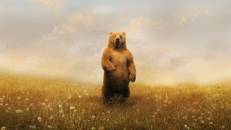 bears, Realistic HD Wallpaper Desktop Background