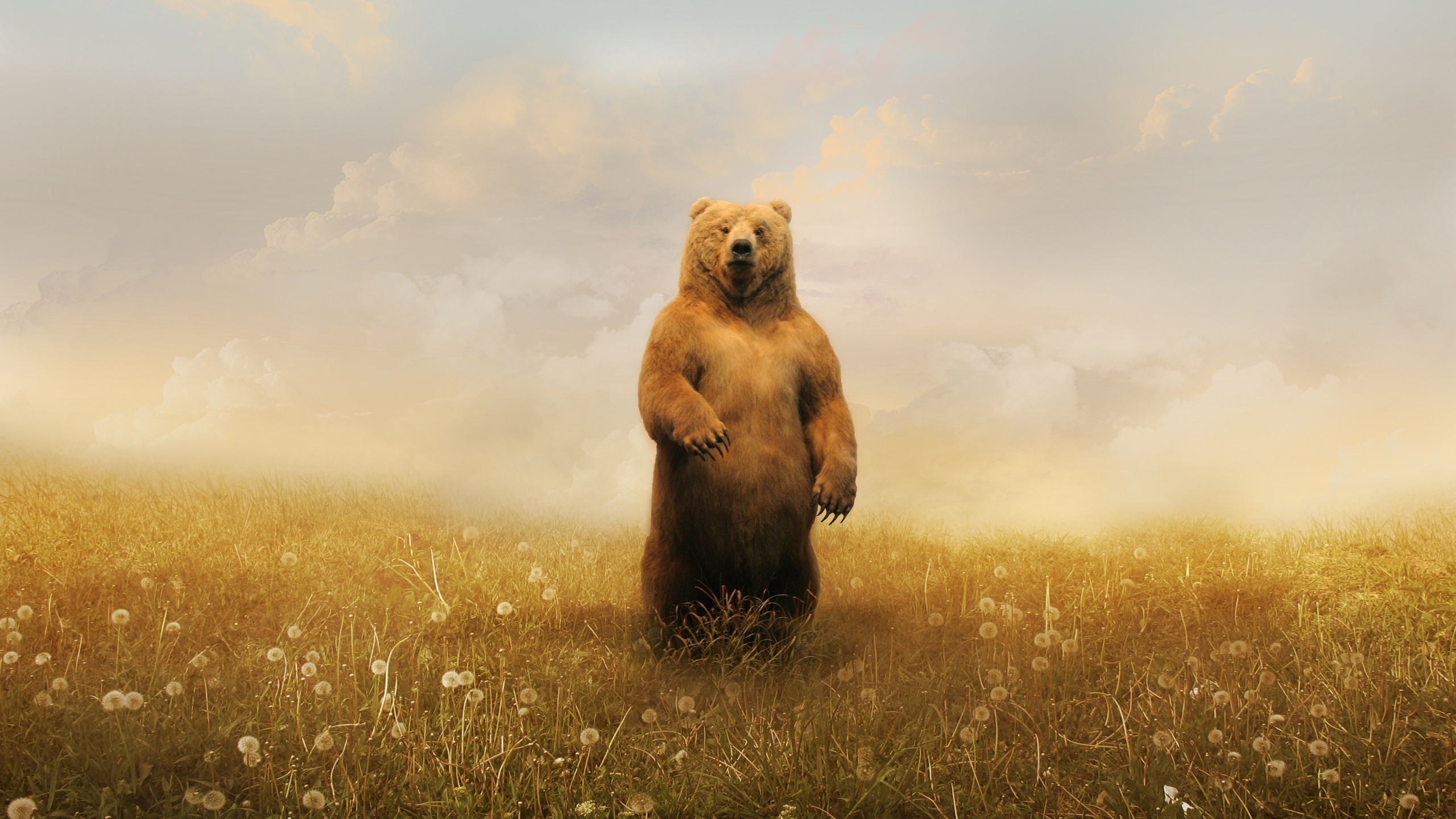 bears, Realistic Wallpaper