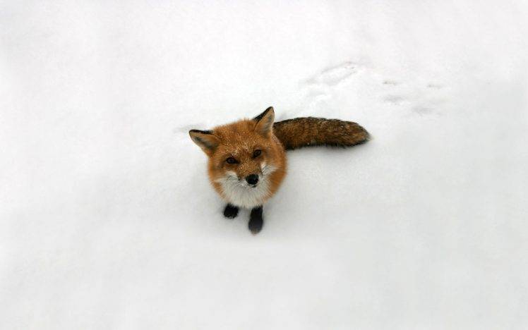 fox, Snow HD Wallpaper Desktop Background