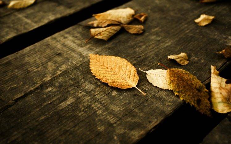 leaves, Wooden Surface HD Wallpaper Desktop Background