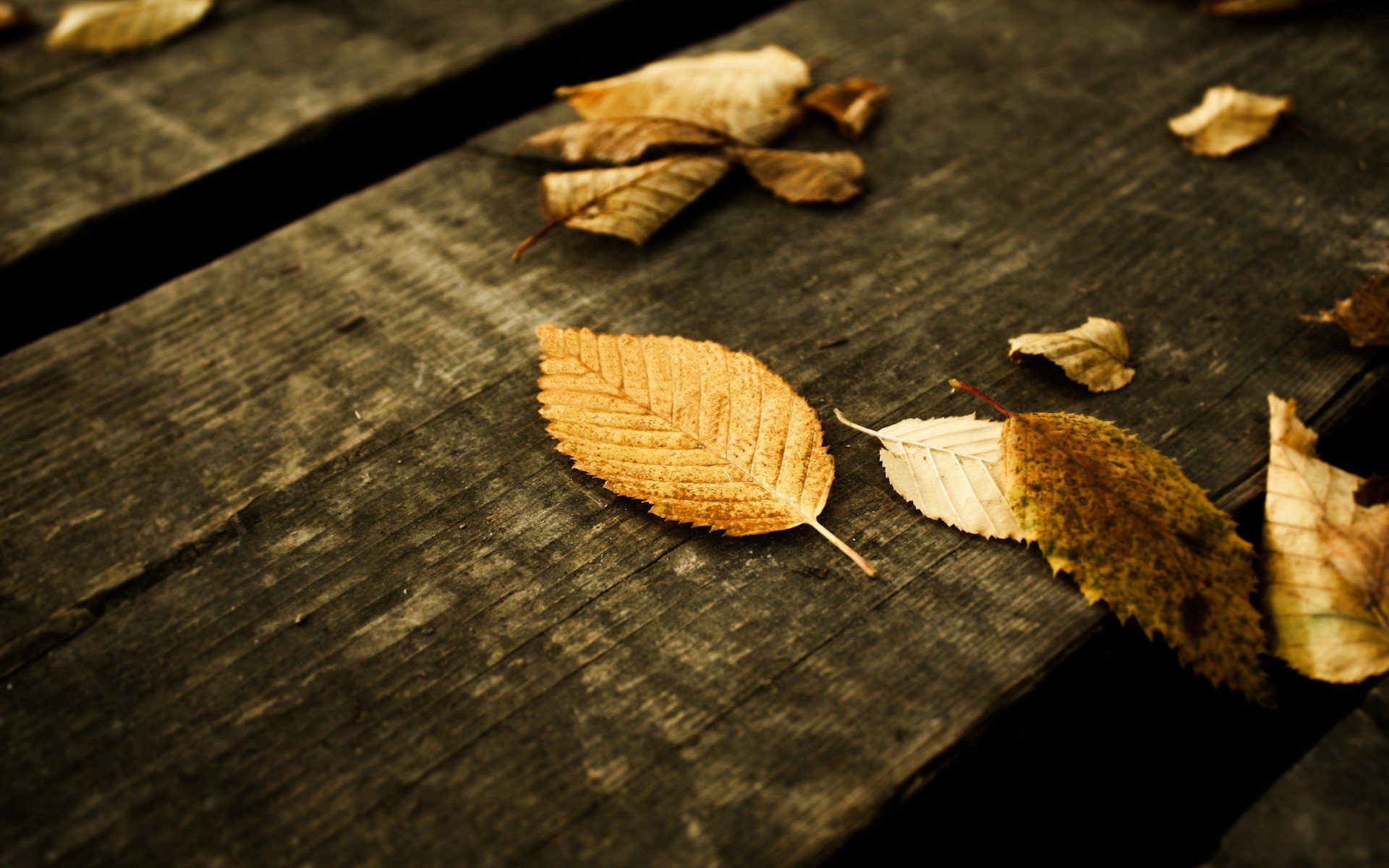 leaves, Wooden Surface Wallpaper