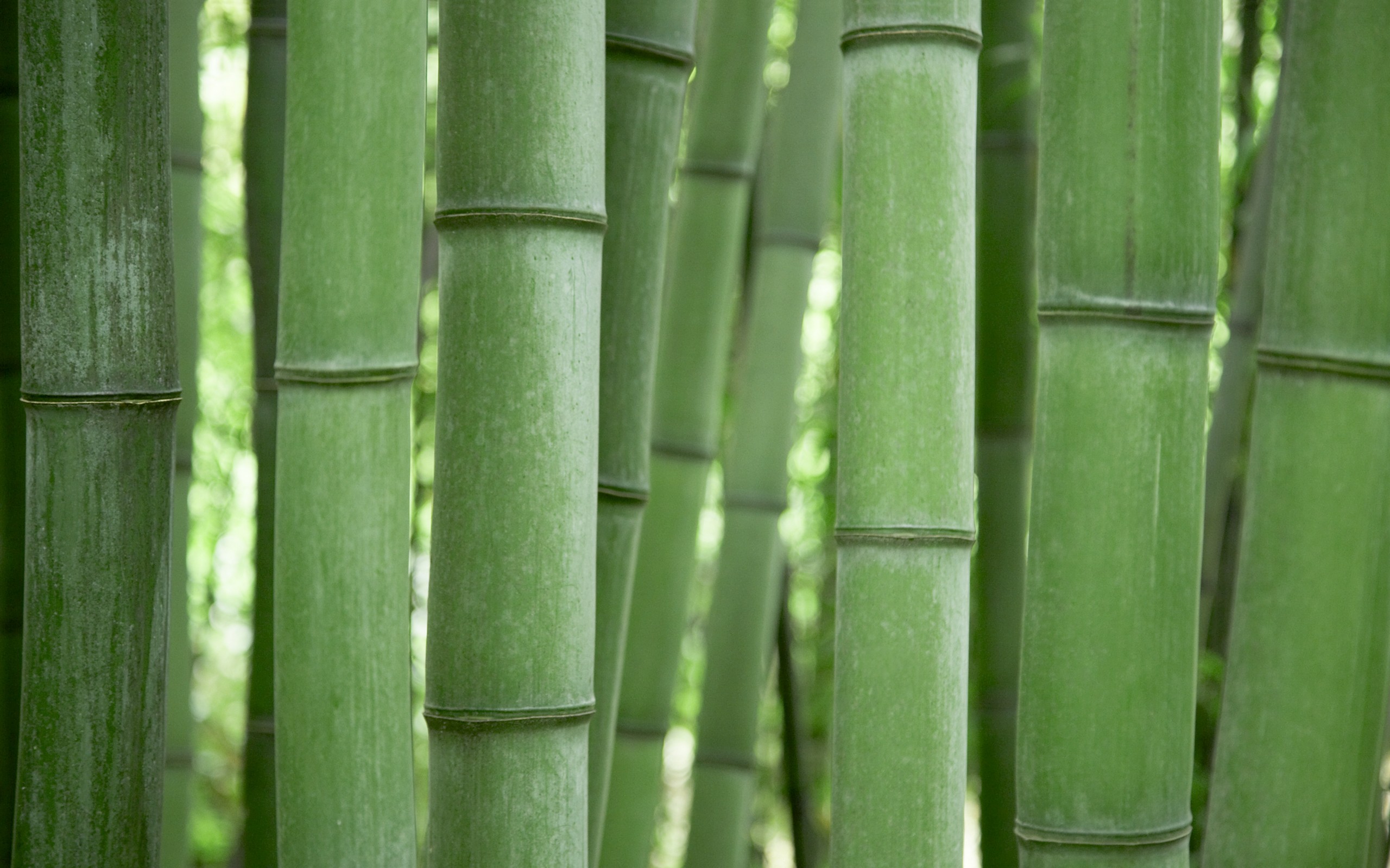 Apple Inc., Bamboo Wallpapers HD / Desktop and Mobile Backgrounds