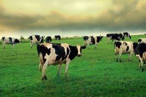 cows, Grass