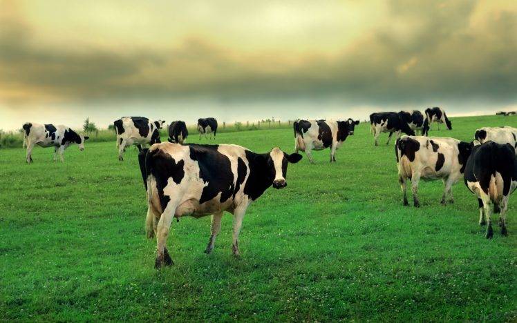 cows, Grass HD Wallpaper Desktop Background