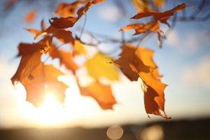 leaves, Fall, Sunlight, Closeup