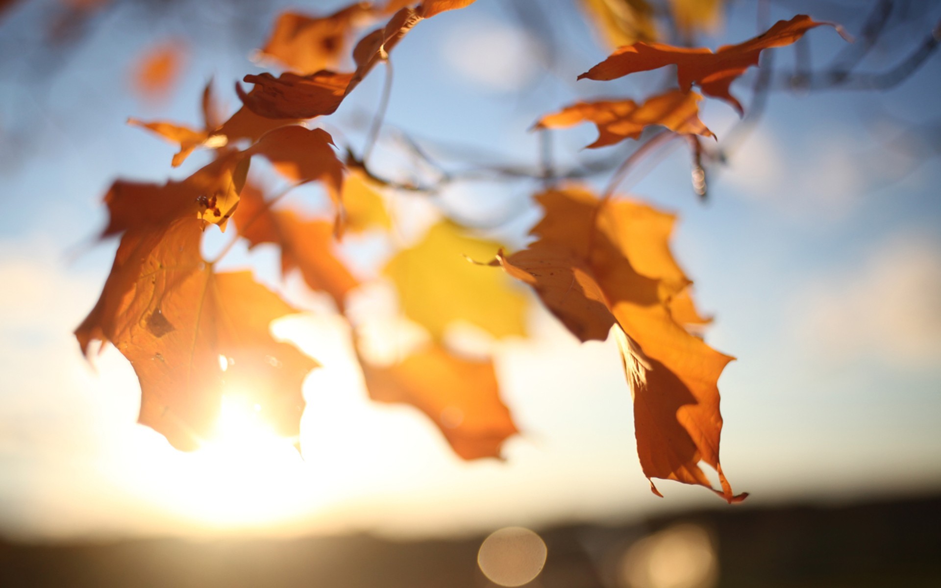 leaves, Fall, Sunlight, Closeup Wallpaper