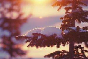 snow, Trees, Sunlight, Depth Of Field