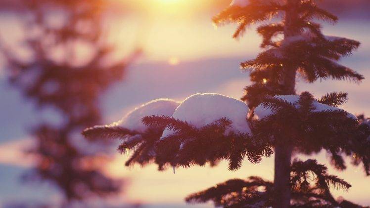 snow, Trees, Sunlight, Depth Of Field HD Wallpaper Desktop Background