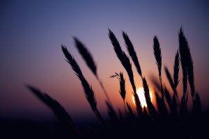 sunset, Silhouette, Wheat