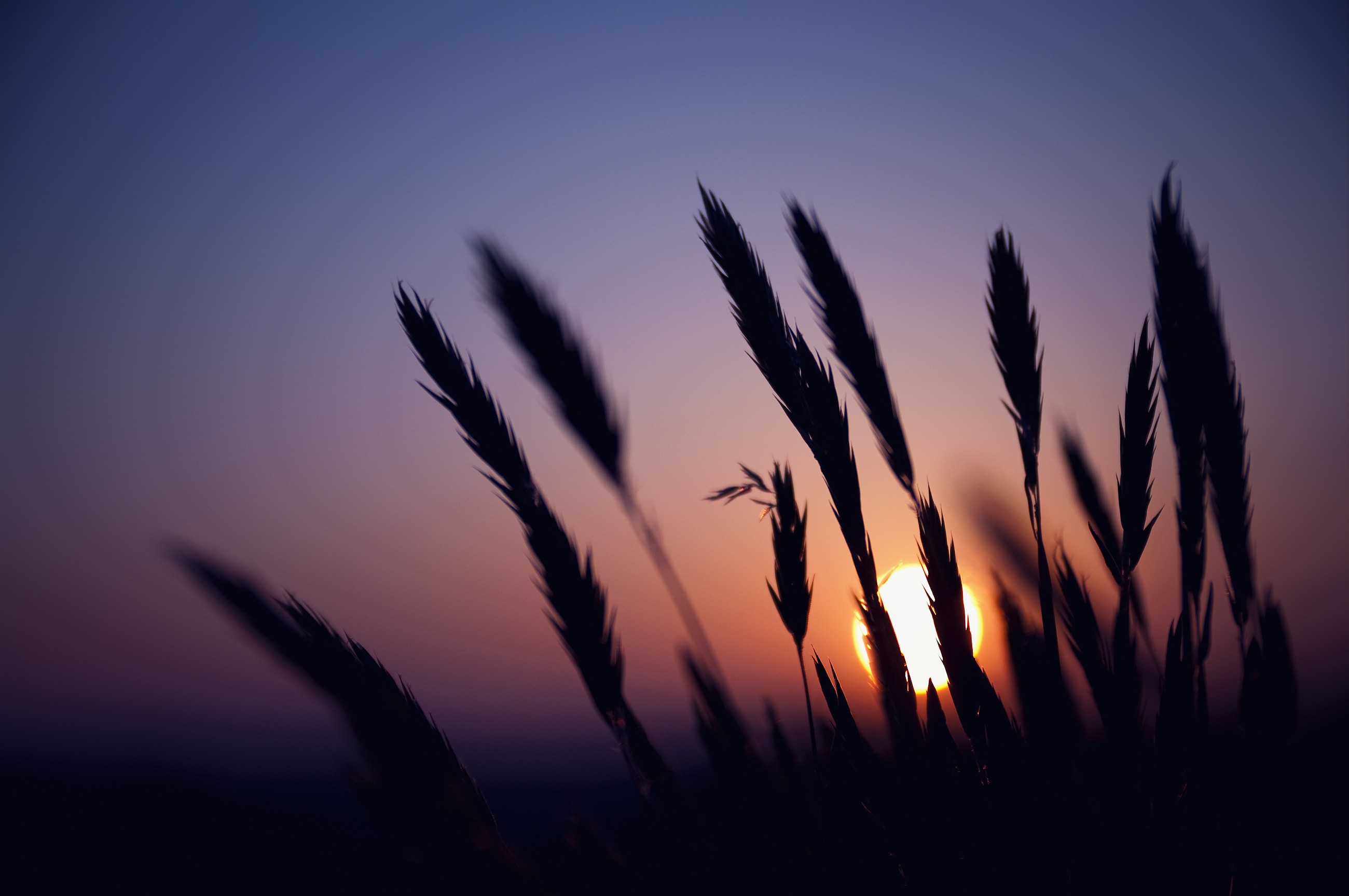 sunset, Silhouette, Wheat Wallpaper