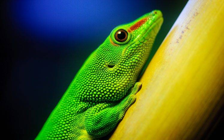 lizards, Reptile HD Wallpaper Desktop Background