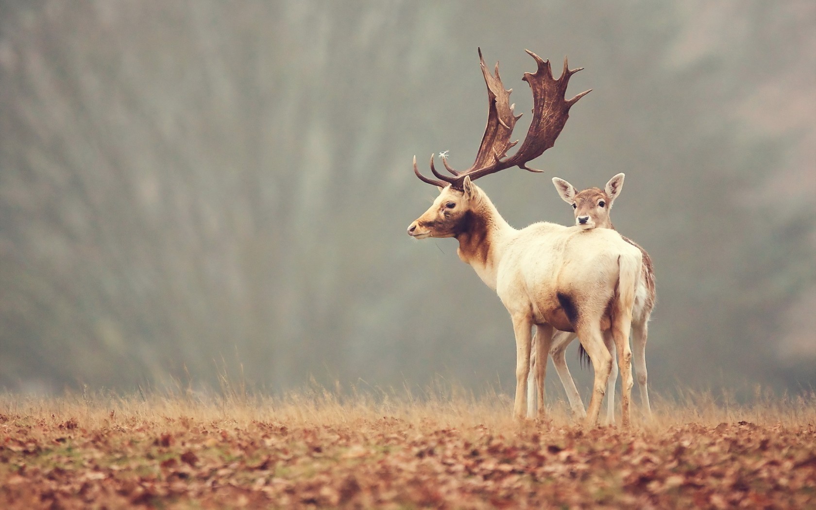 deer, Fawns Wallpaper
