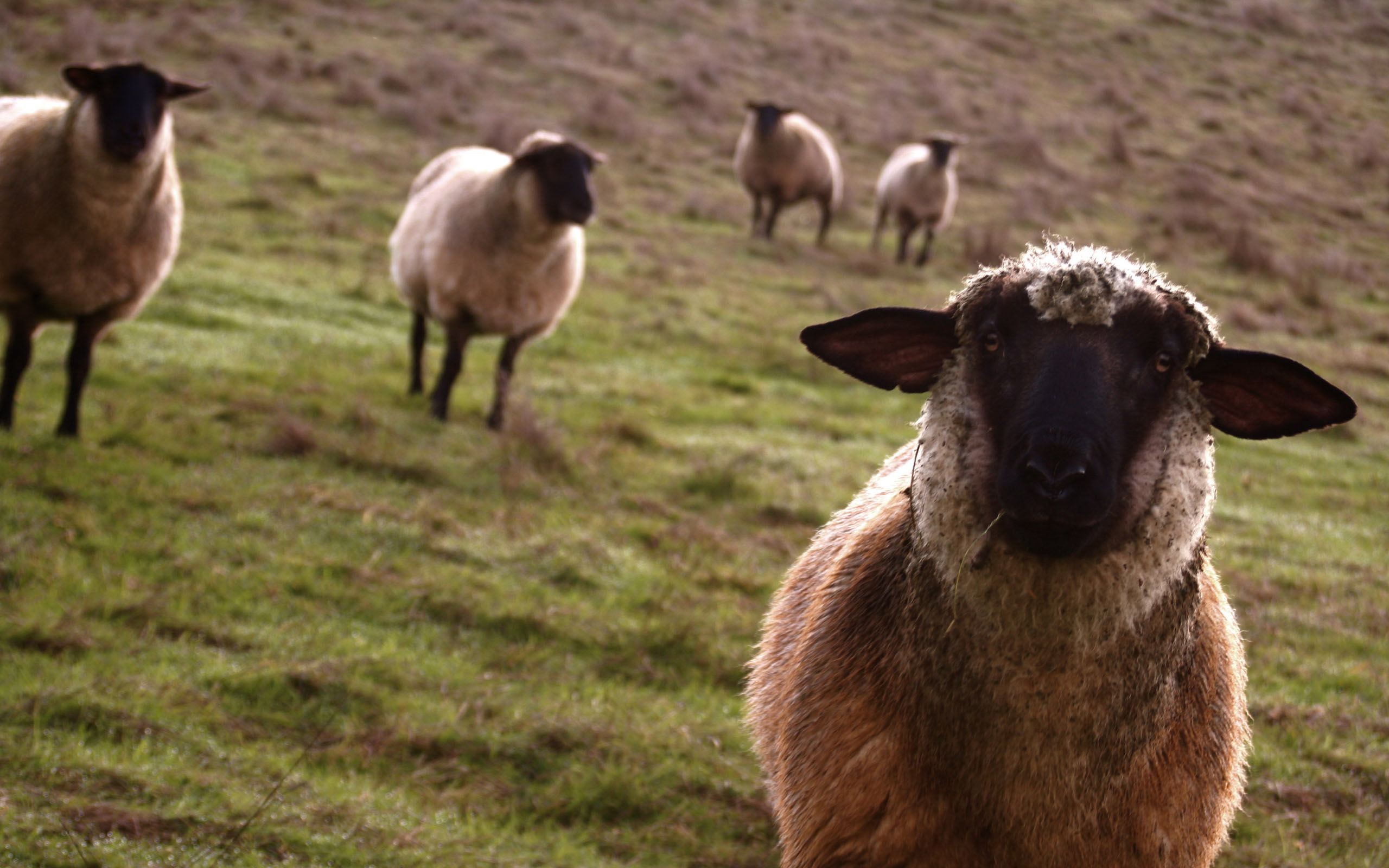 sheep Wallpaper