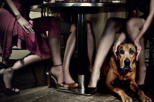 table, Drink, Dog, Women, Legs, Wooden Surface