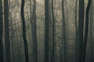dark, Trees, Forest