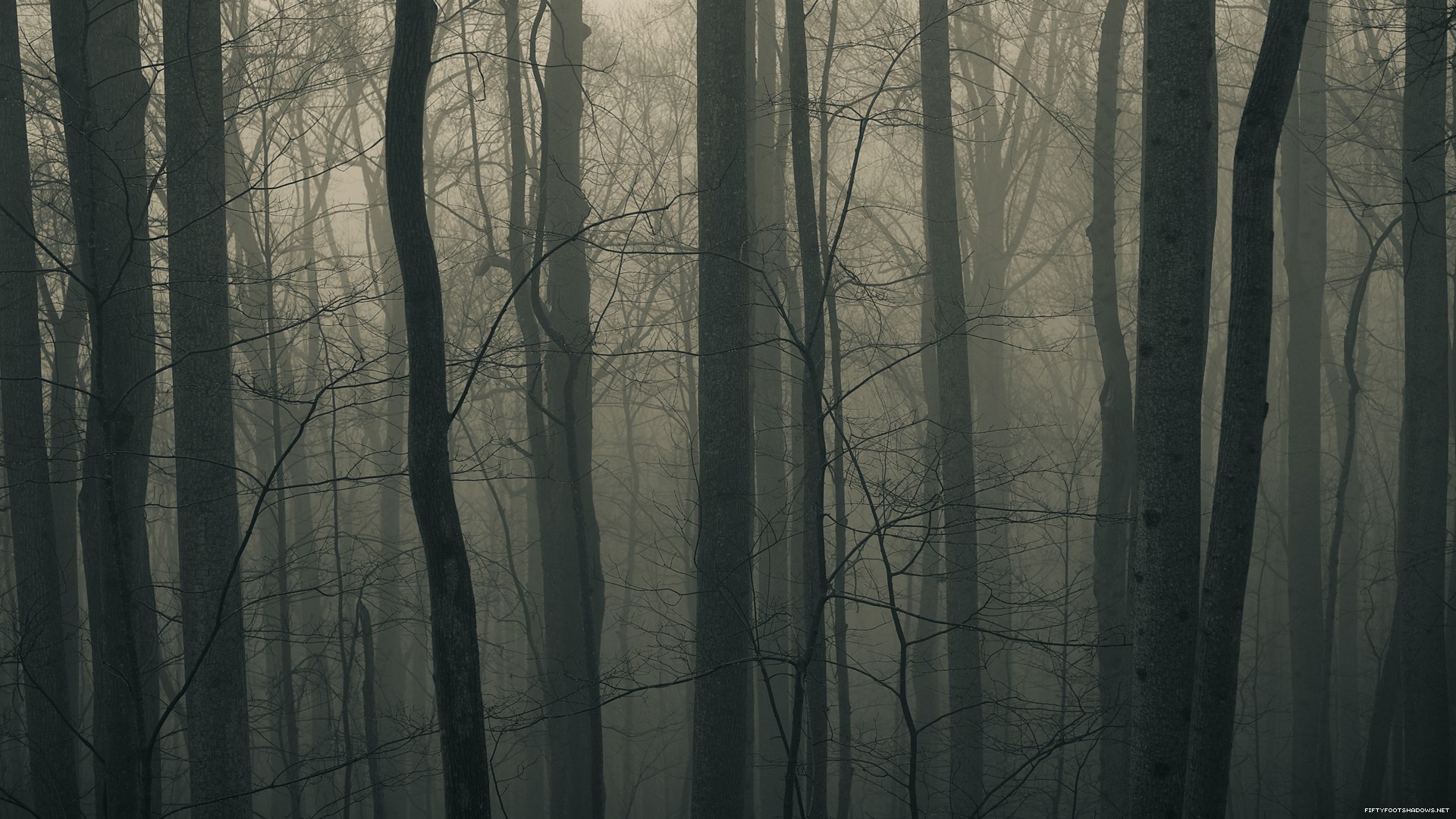 Dark Trees Forest Wallpapers HD Desktop And Mobile Backgrounds