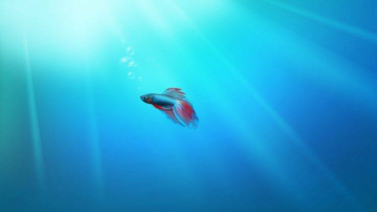 Windows 7, Fish, Sea, Siamese Fighting Fish HD Wallpaper Desktop Background