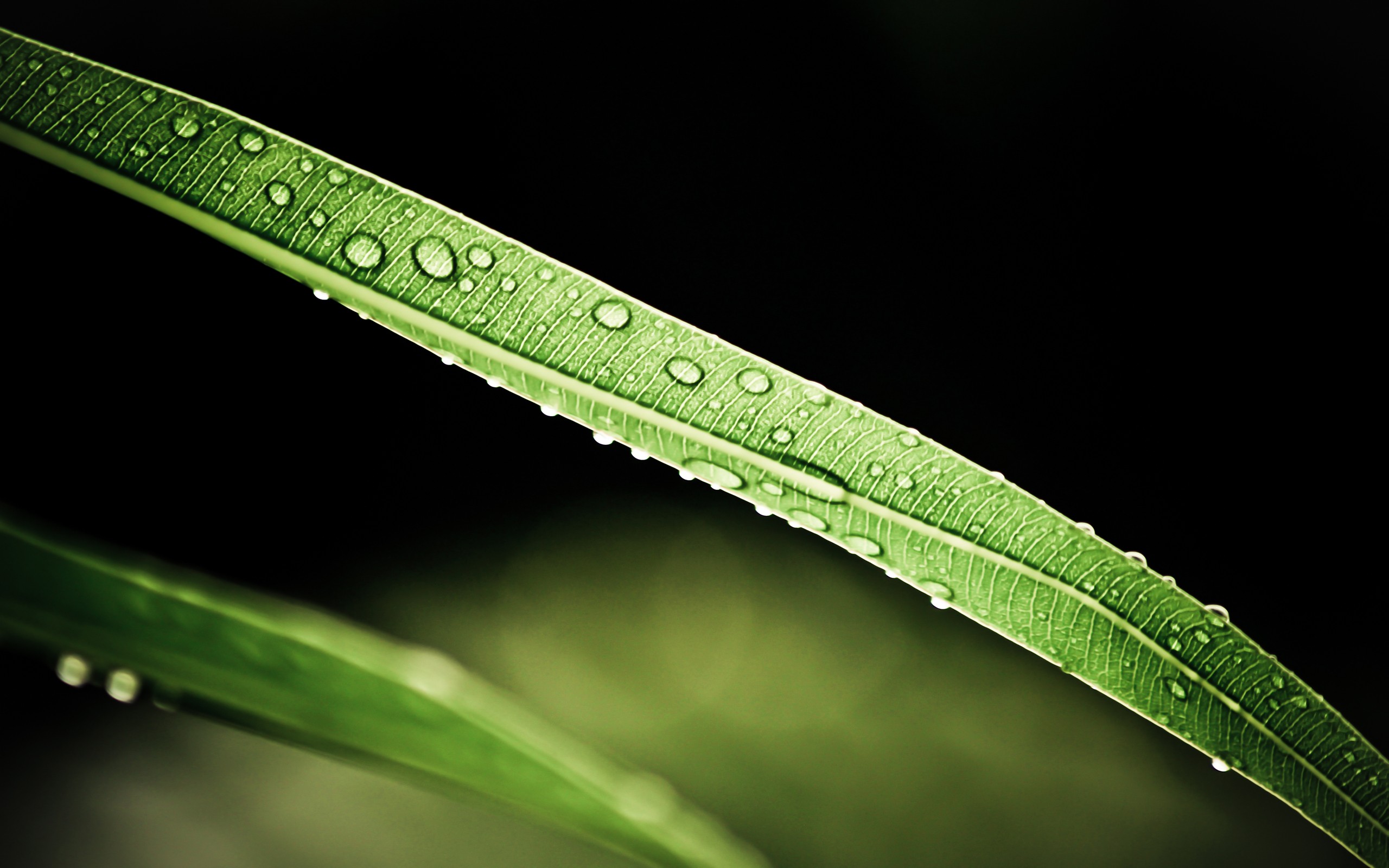 leaves Wallpaper