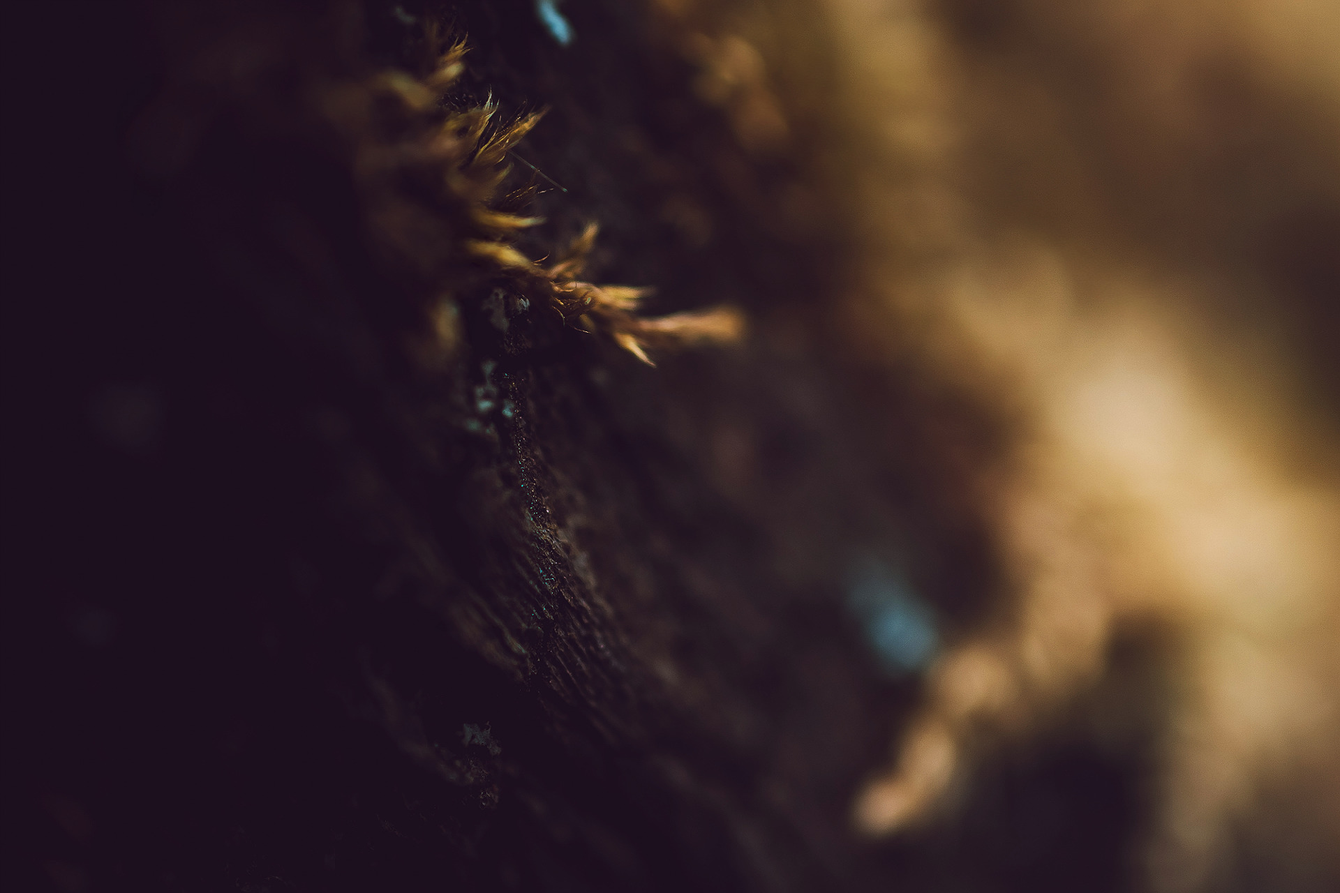 trees Wallpaper
