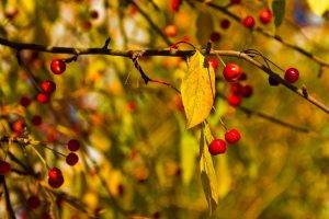 fall, Leaves, Cherries, Branch