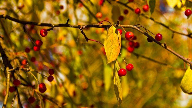 fall, Leaves, Cherries, Branch HD Wallpaper Desktop Background