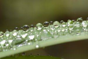 grass, Water Drops, Closeup