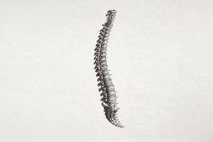 spine, Simple Background, Minimalism, Bones, Medicine
