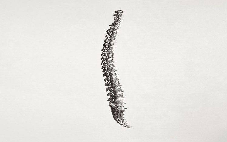 spine, Simple Background, Minimalism, Bones, Medicine HD Wallpaper Desktop Background