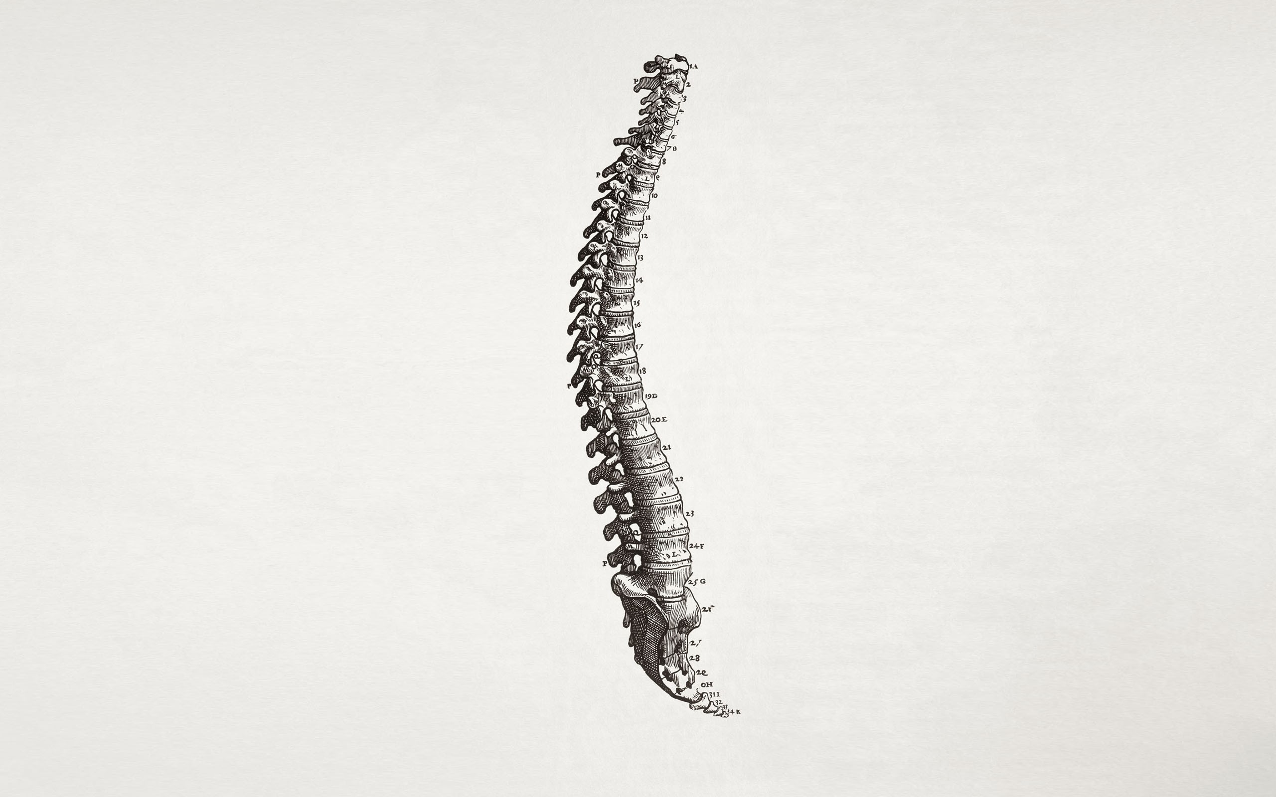 spine, Simple Background, Minimalism, Bones, Medicine Wallpaper