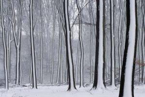 forest, Snow, Winter