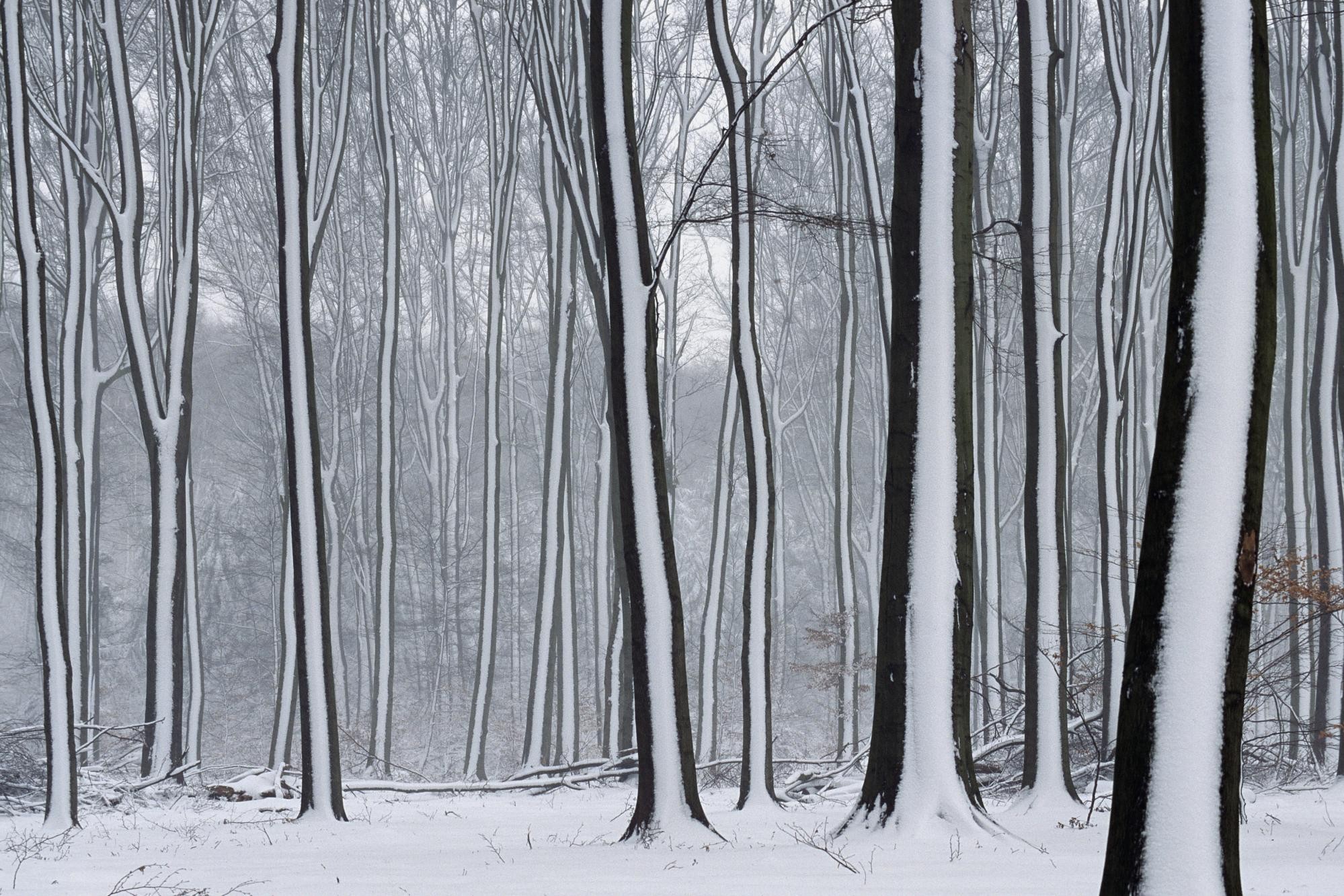 forest, Snow, Winter Wallpaper