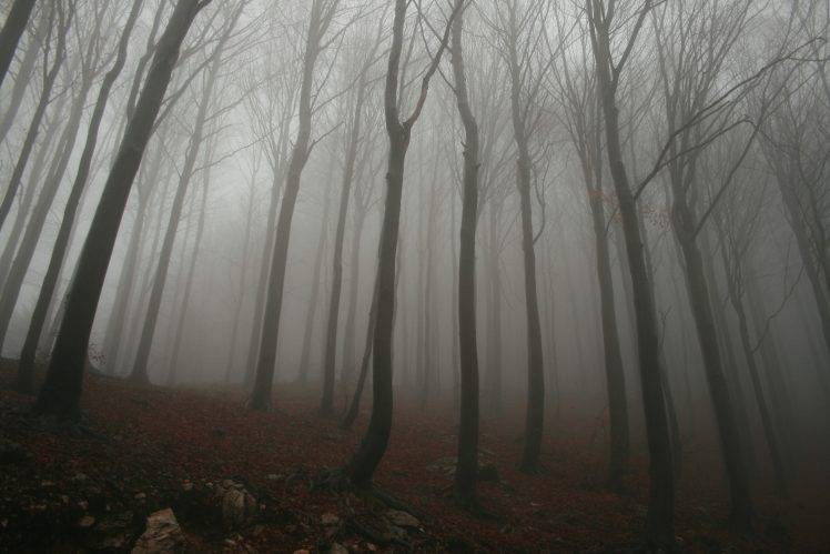 forest, Mist HD Wallpaper Desktop Background