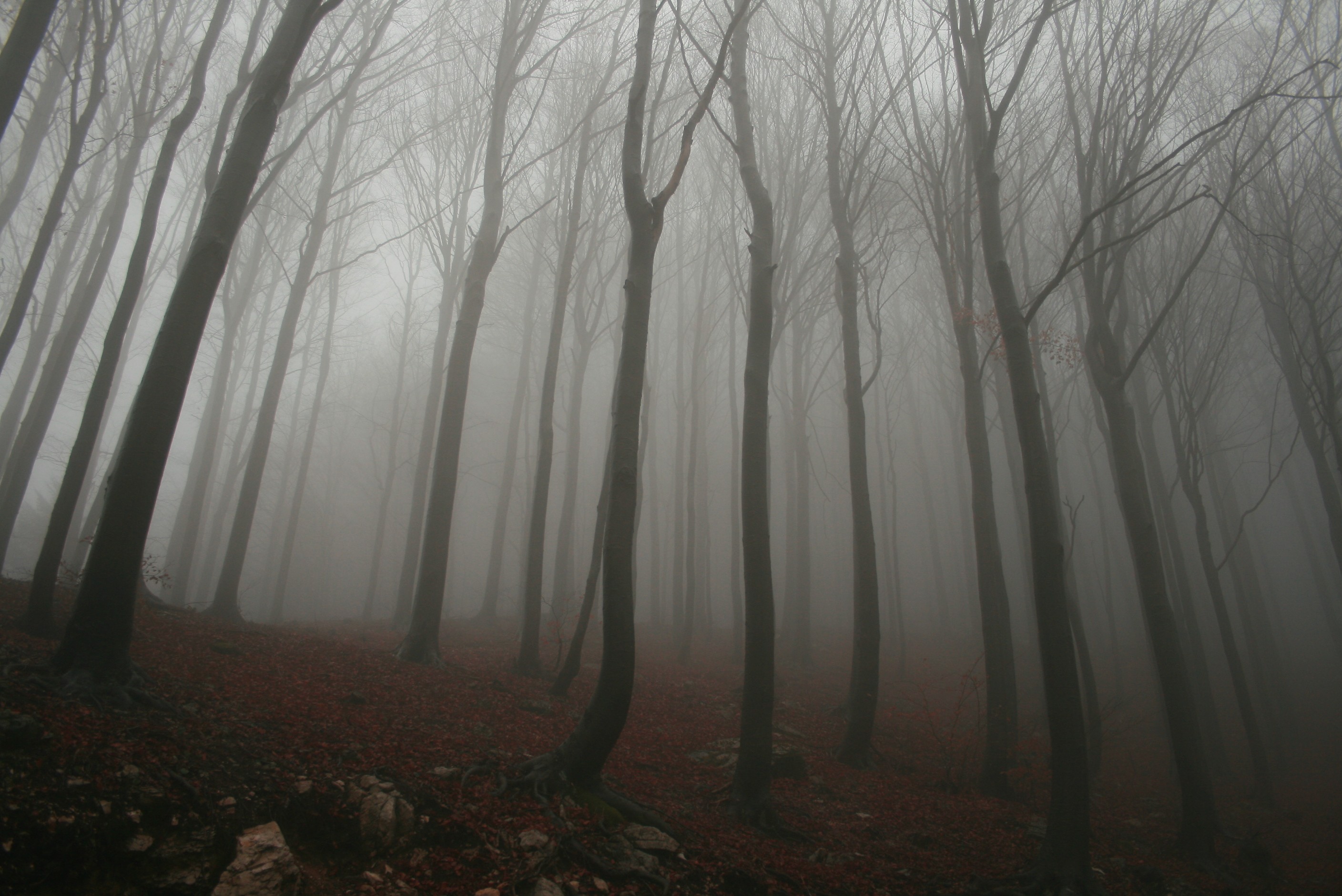 forest, Mist Wallpaper