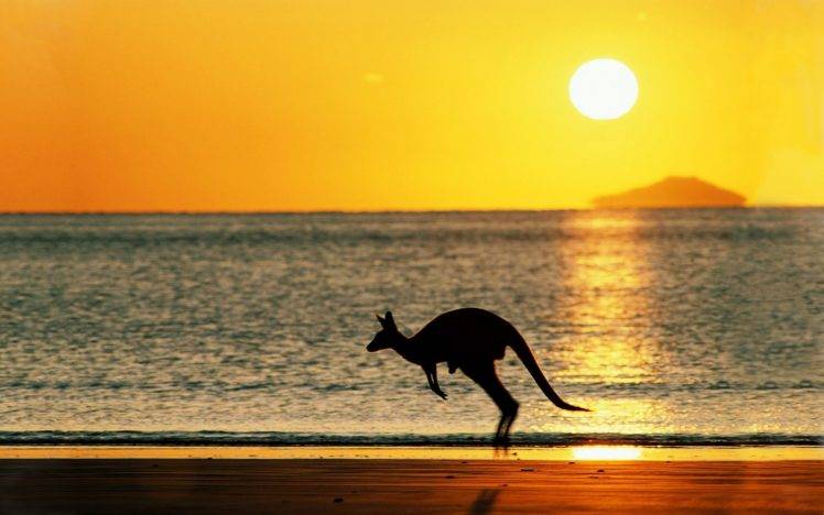 kangaroos HD Wallpaper Desktop Background