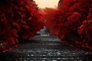 trees, Road, Red