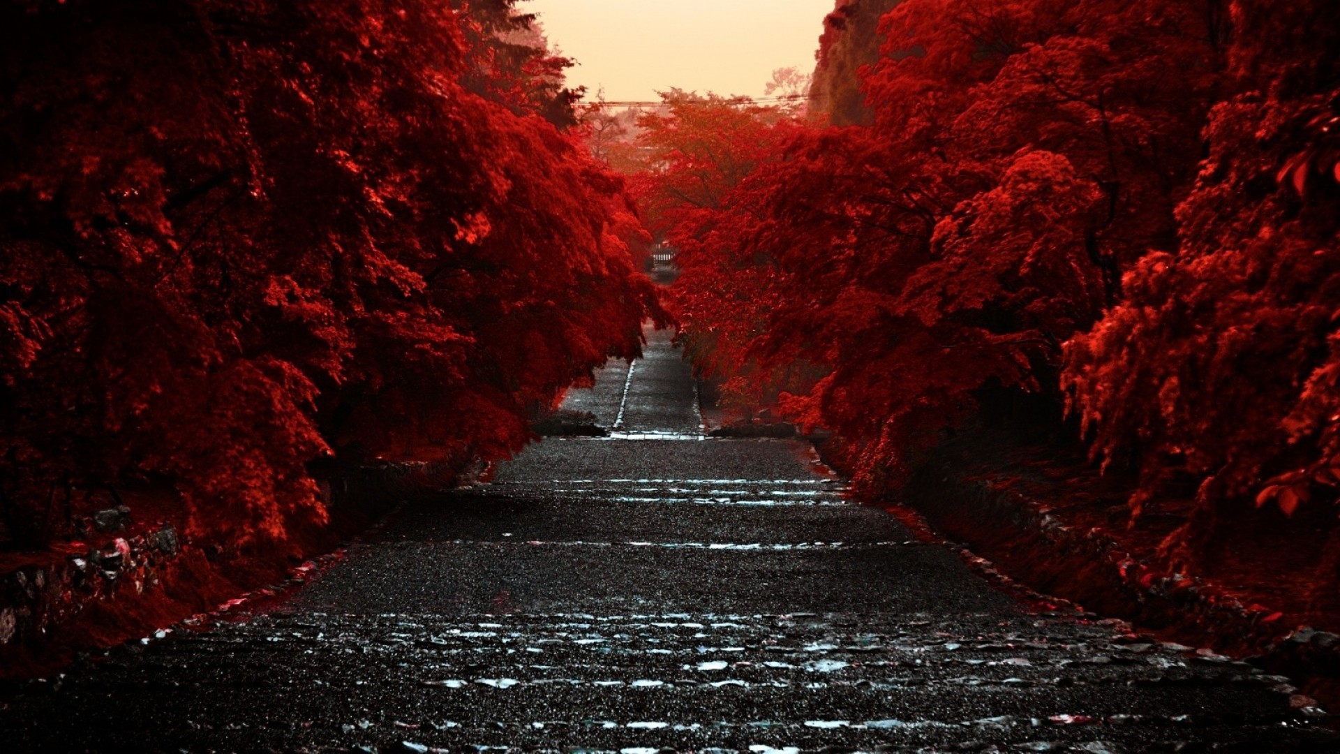trees, Road, Red Wallpaper