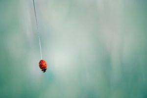 ladybugs, Closeup