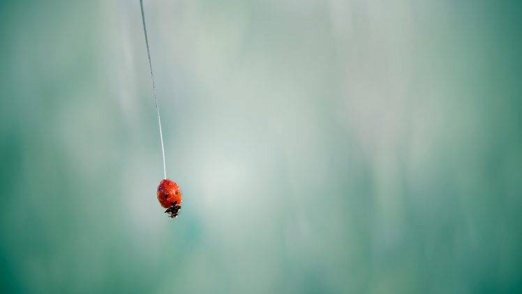 ladybugs, Closeup HD Wallpaper Desktop Background