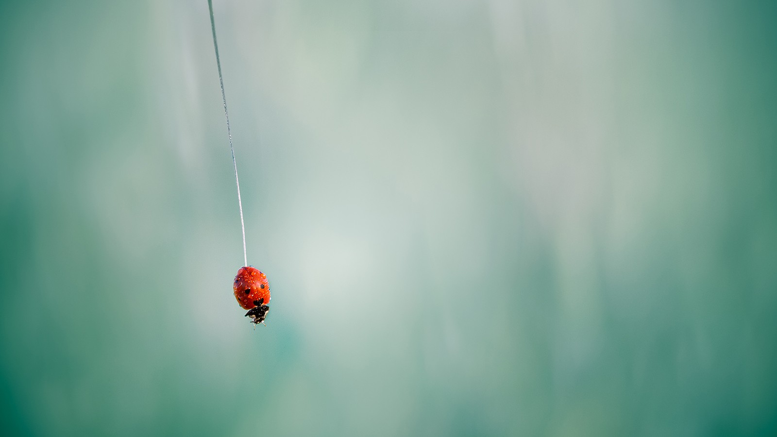 ladybugs, Closeup Wallpaper