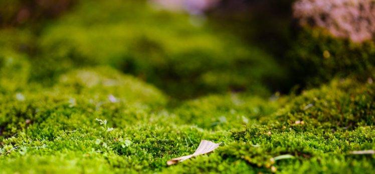 grass, Plants, Closeup, Depth Of Field, Moss HD Wallpaper Desktop Background