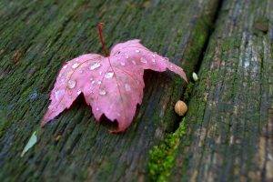 macro, Leaves, Water Drops