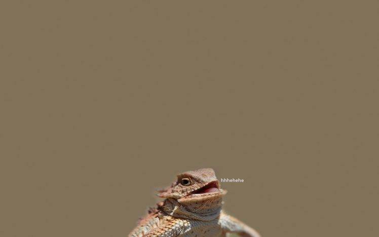 reptile, Lizards, Laughing HD Wallpaper Desktop Background