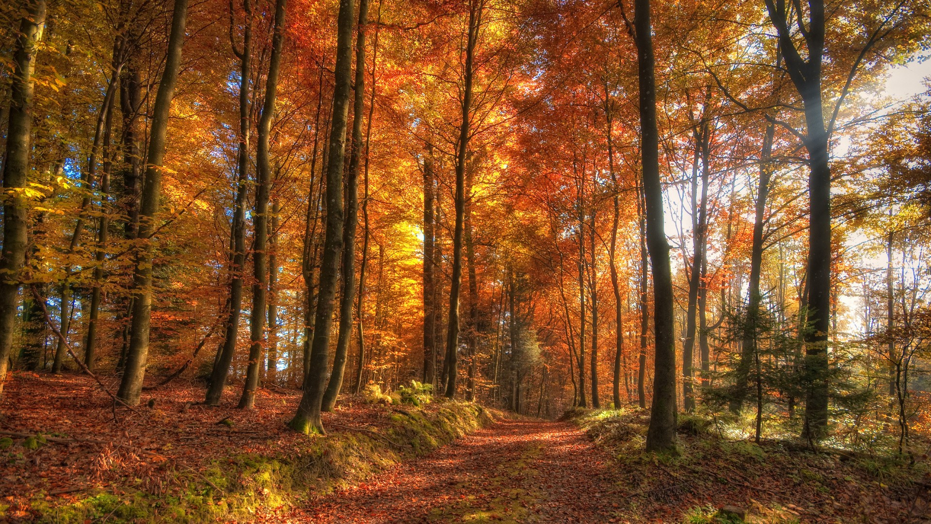 forest Wallpaper