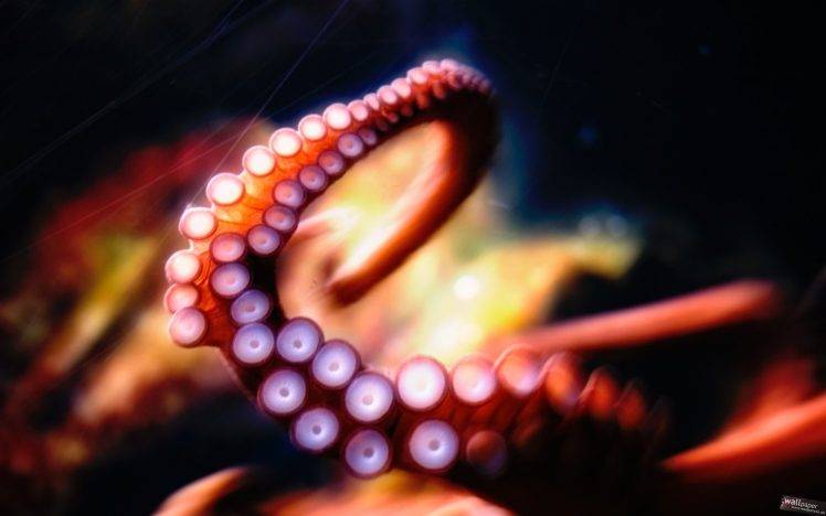 tentacles, Octopus HD Wallpaper Desktop Background