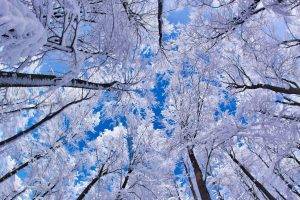 winter, Forest, Snow, Trees, Worms Eye View