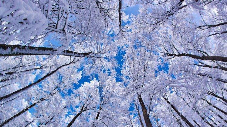 winter, Forest, Snow, Trees, Worms Eye View HD Wallpaper Desktop Background