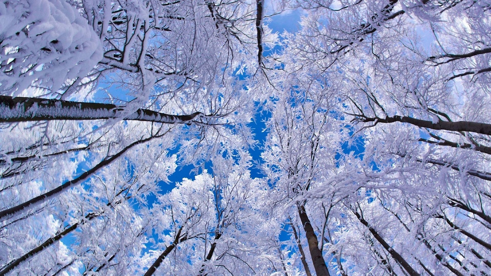winter, Forest, Snow, Trees, Worms Eye View Wallpaper