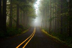 road, Trees, Forest